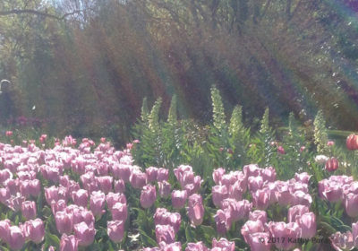 Image of positive attitude. Photo of pink tulips, sunshine, rainbow.